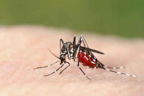 La Malaria puede combatirse con una bacteria